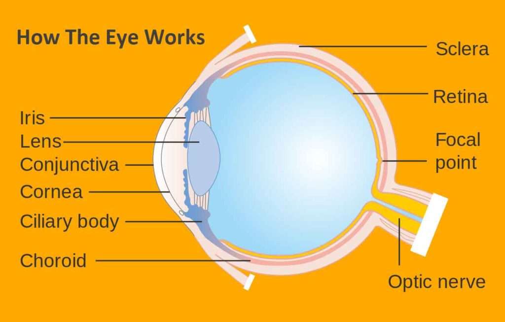 How The Eye Works